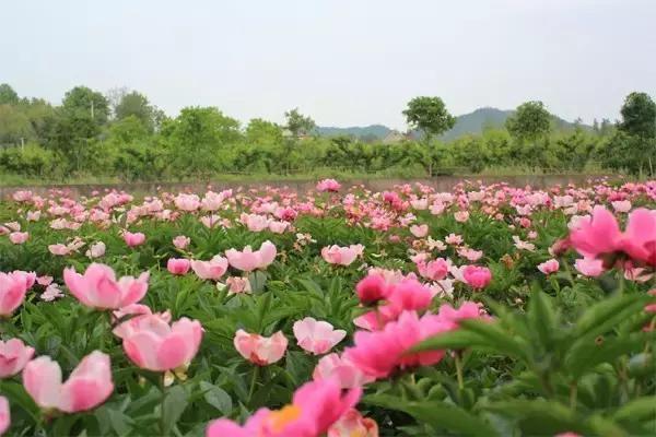 秦岭苦竹沟生态旅游综合开发项目将获国家重点支持_第4张图片